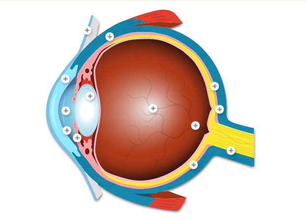 Anatomy of the eye